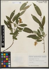 Foto von Salix serissima (L. H. Bailey) Fern.